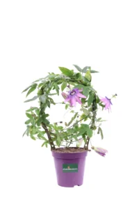 Passiflora Deco v13 egarden.store online