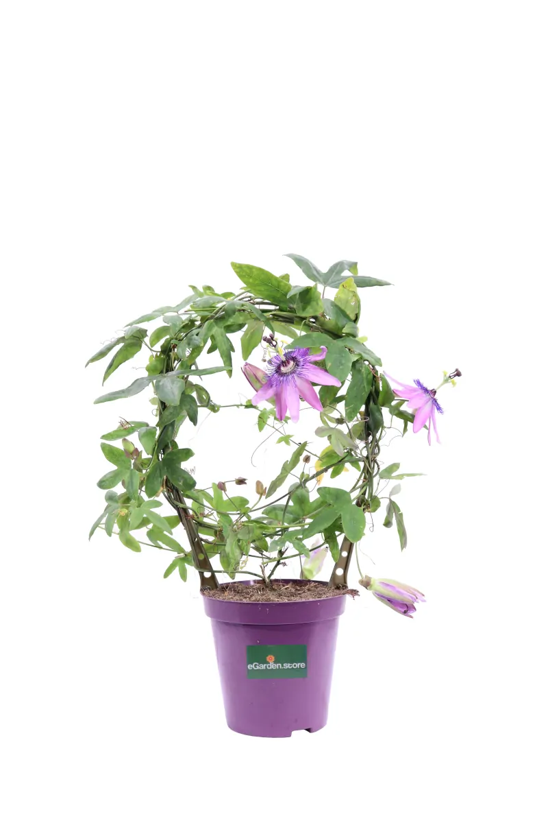 Passiflora Deco v13 egarden.store online