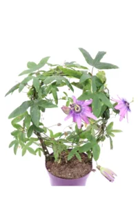 Passiflora Deco v13 egarden.store online