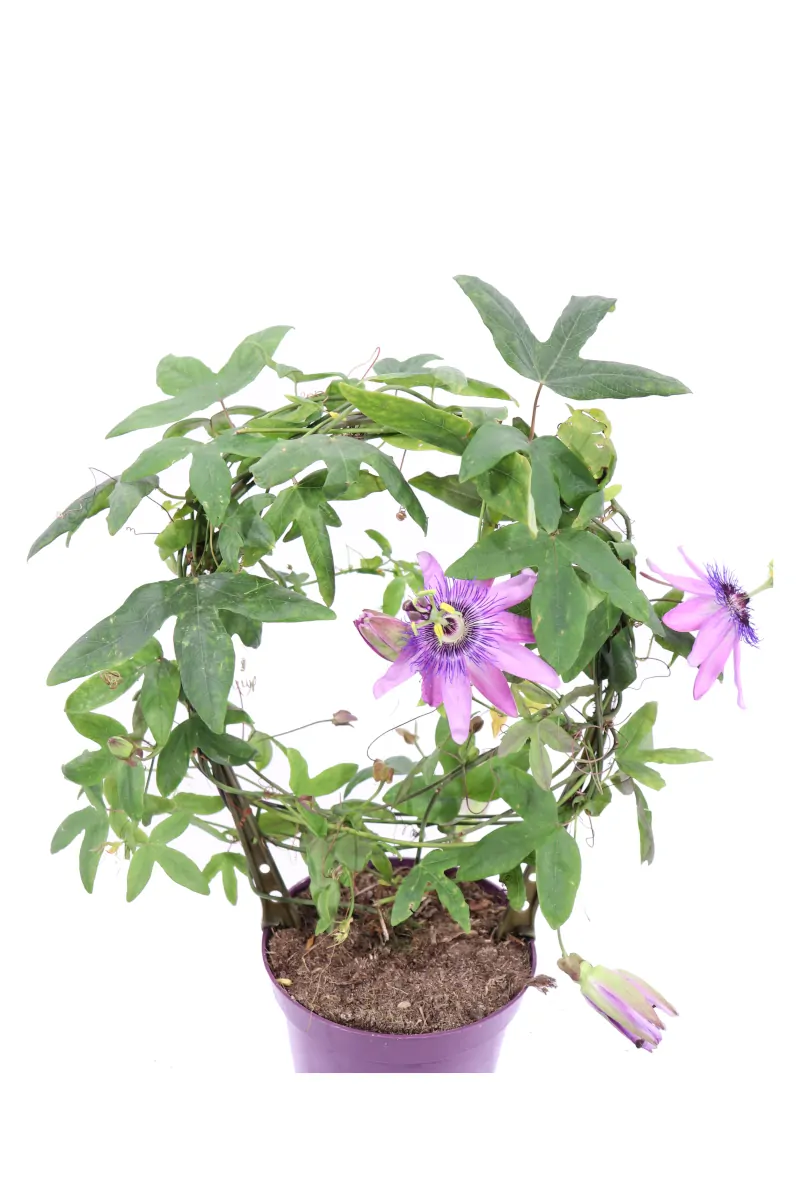 Passiflora Deco v13 egarden.store online