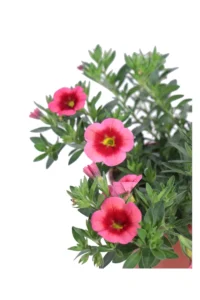 Petunia Nana - Calibrachoa Rosa Bicolor v14 egarden.store online