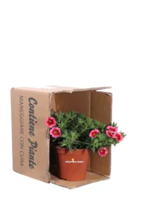 Petunia Nana - Calibrachoa - Varie Colorazioni