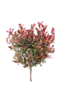 Photinia Fraseri Robusta Compacta Alberello