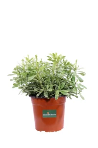 Pittosporum Tobira Nanum Variegatum v20 egarden.store online