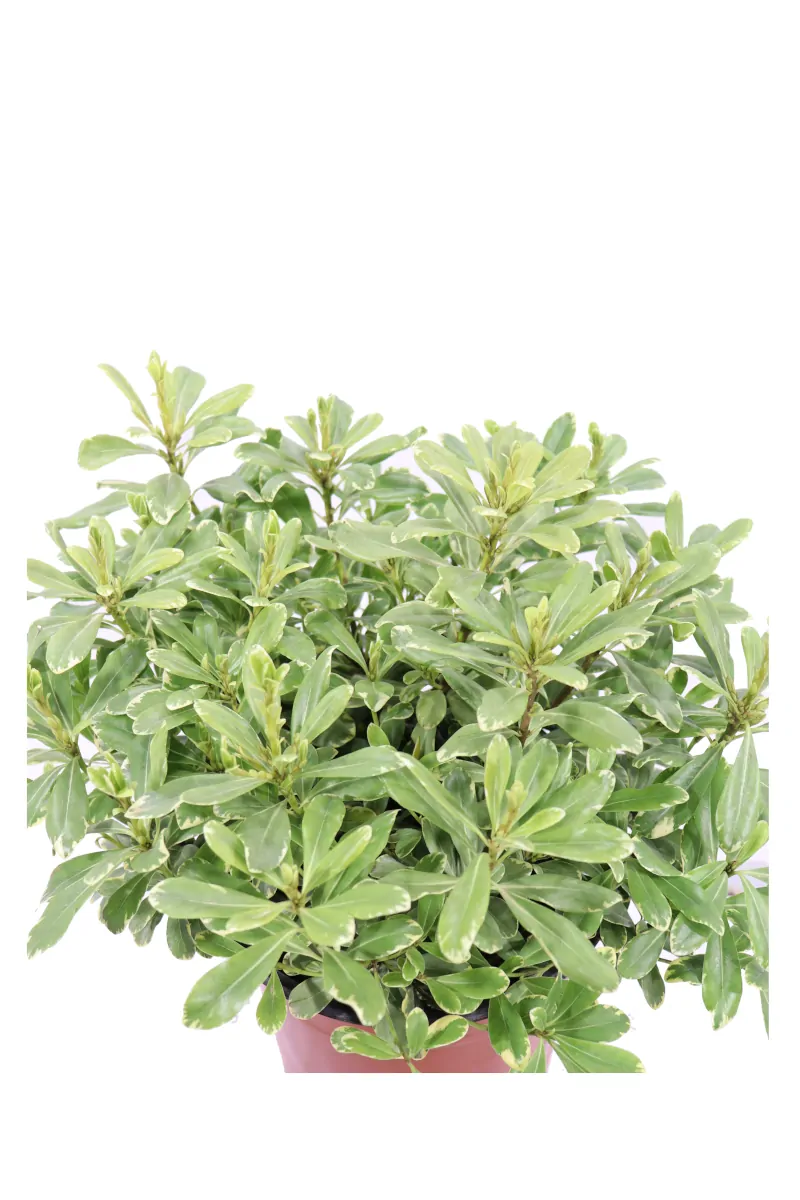 Pittosporum Tobira Nanum Variegatum v20 egarden.store online