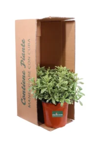Pittosporum Tobira Nanum Variegatum v20 egarden.store online