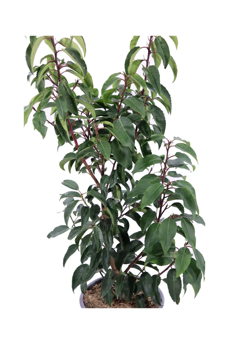 Prunus Lusitanica Angustifoglia v19 egarden.store online