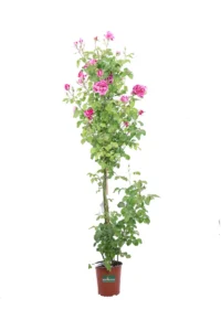 Rosa Meilland Rampicante - Ines Sastre v19 egarden.store online