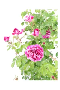 Rosa Meilland Rampicante - Ines Sastre