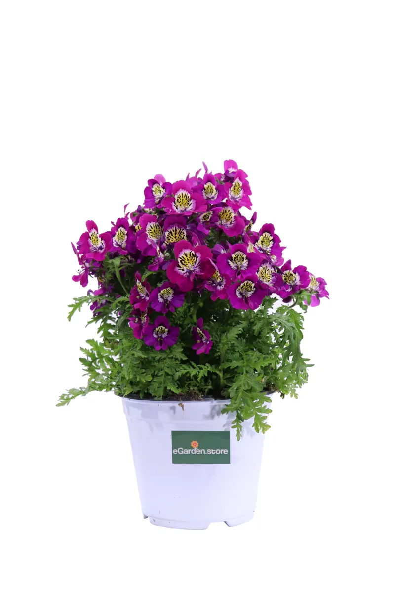 Schizanto Viola v14 egarden.store online