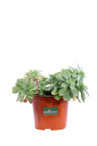 Sedum Palmeri v15 egarden.store online