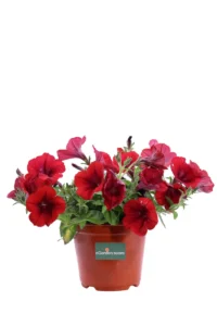 Surfinia Rossa v14 egarden.store online