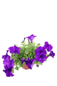 Surfinia Viola v14 egarden.store online