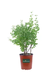 Symphoricarpos X Doorenbosii White Hedge v19 egarden.store online