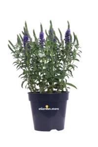 Veronica Spicata Anniversary Blue v.15 egarden.store online