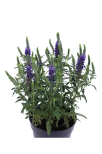 Veronica Spicata Anniversary Blue v.15 egarden.store 2 Anniversary Blue v.15 egarden.store online