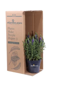 Veronica Spicata Anniversary Blue v.15 egarden.store 3 Anniversary Blue v.15 egarden.store online