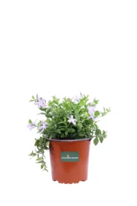 Vinca Major v16 egarden.store online