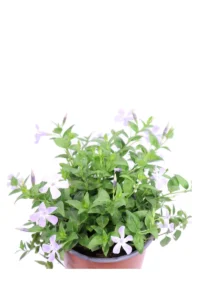 Vinca Major v16 egarden.store online