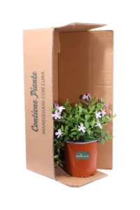 Vinca Major v16 egarden.store online