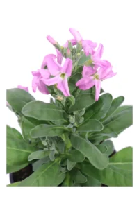 Violacciocca Rosa v14 egarden.store online