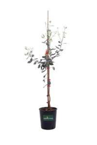 Acca Sellowiana - Feijoa Apollo v20 egarden.store online
