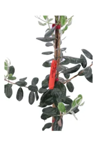 Acca Sellowiana - Feijoa Apollo v20 egarden.store online
