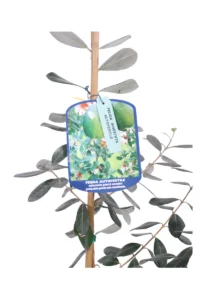 Acca Sellowiana - Feijoa Autofertile v20 egarden.store online