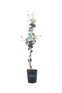 Acca Sellowiana - Feijoa Triumph v20 egarden.store 1 Acca Sellowiana - Feijoa Triumph v20 egarden.store online
