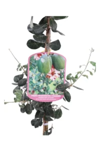 Acca Sellowiana - Feijoa Triumph v20 egarden.store 2 Acca Sellowiana - Feijoa Triumph v20 egarden.store online