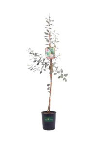 Acca Sellowiana - Feijoa Unique v20 egarden.store online