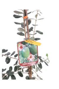 Acca Sellowiana - Feijoa Unique v20 egarden.store online