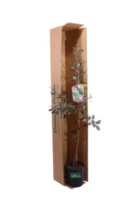 Acca Sellowiana - Feijoa Unique