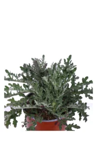 Arctotis Acaulis v17 egarden.store online