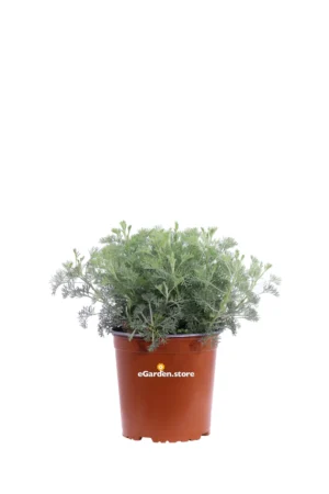 Artemisia Camphorata v.17 egarden.store online