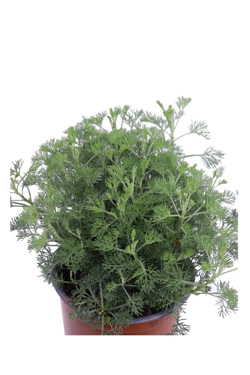 Artemisia Camphorata v.17 egarden.store online