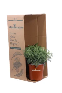 Artemisia Camphorata