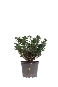 Azalea Japonica v15 egarden.store online