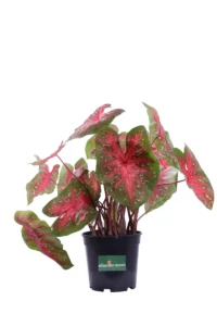 Caladio - Caladium Red Flash v24 egarden.store online