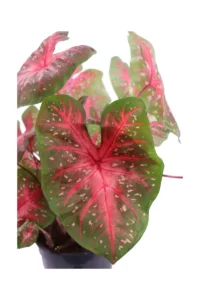 Caladio - Caladium Red Flash v24 egarden.store online