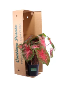 Caladio - Caladium Red Flash