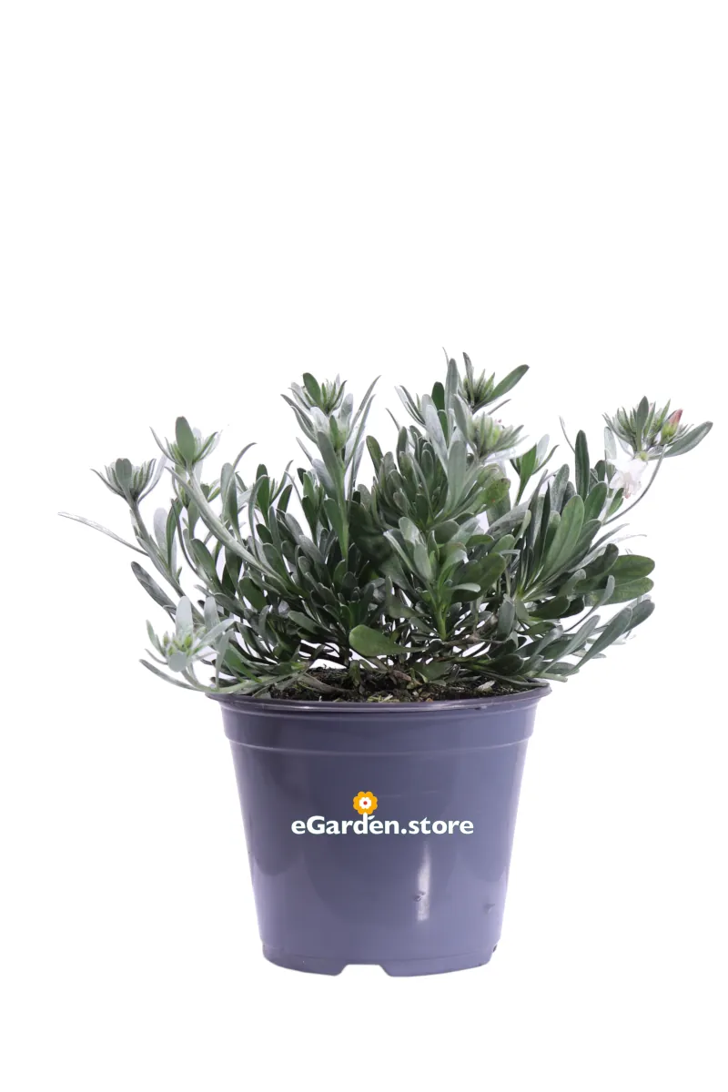 Convolvolo Bianco - Convolvulus Cneorum