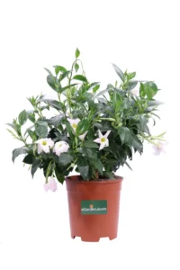 Dipladenia Sanderi Bianca v20 egarden.store online