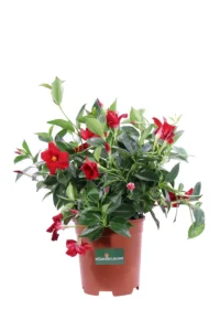 Dipladenia Sanderi Rossa v20 egarden.store online