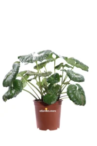Farfugium Japonicum Giganteum v24 egarden.store online