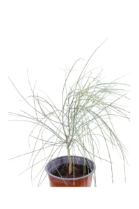 Genista Monosperma v17 egarden.store online