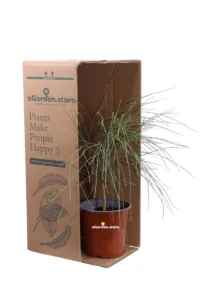 Genista Monosperma v17 egarden.store online