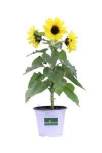 Girasole Comune v14 egarden.store online
