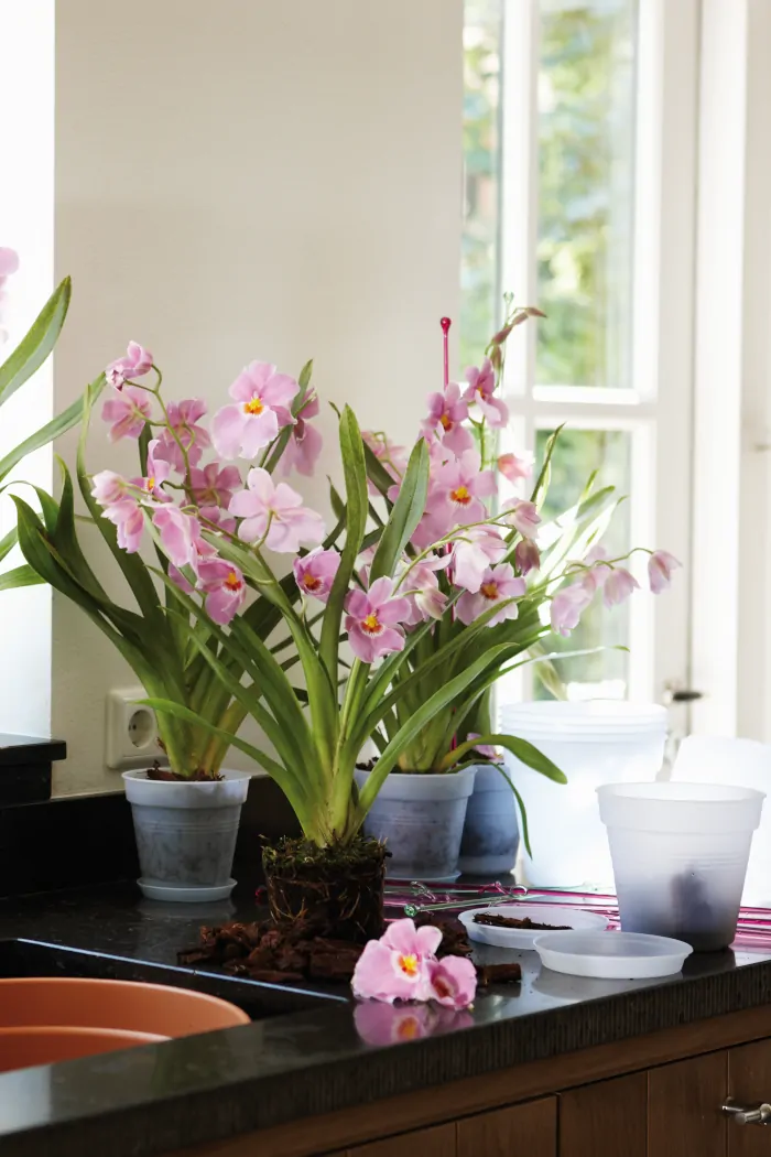 Green Basic Orchid Transp - Elho online