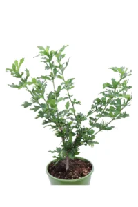 Hibiscus Syriacus Oiseau Bleu v17 egarden.store online